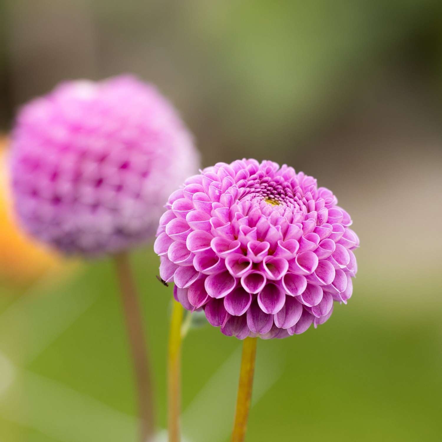 Dahlie 'Franz Kafka'